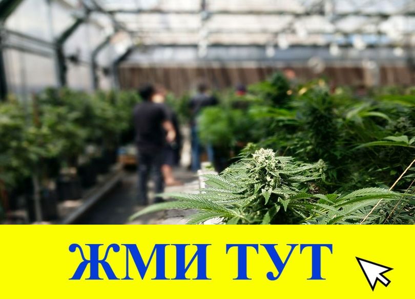 Купить наркотики в Туле